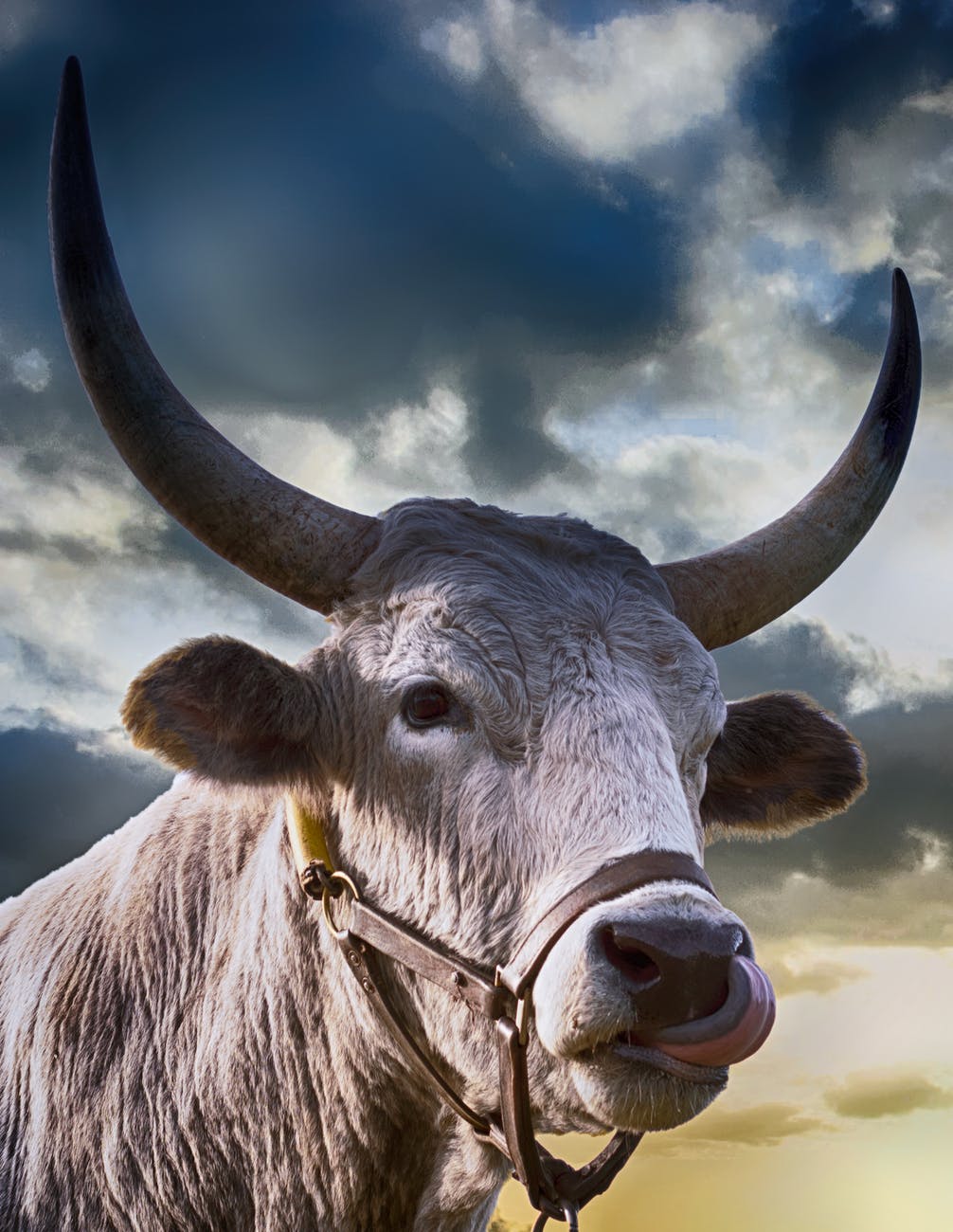 agriculture animal bull cattle